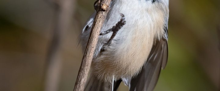 Chickadees دارای "بارکد" عصبی منحصر به فردی برای خاطرات پنهان کردن غذا هستند

