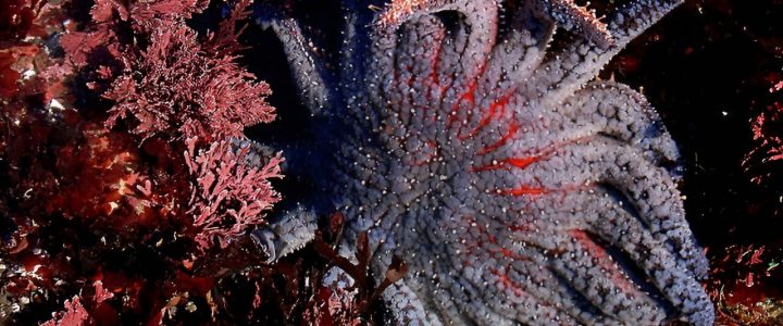 ستارگان دریای آفتابگردان به شدت در خطر انقراض هستند، اما آیا انسان ها می توانند به این گونه ها کمک کنند؟
